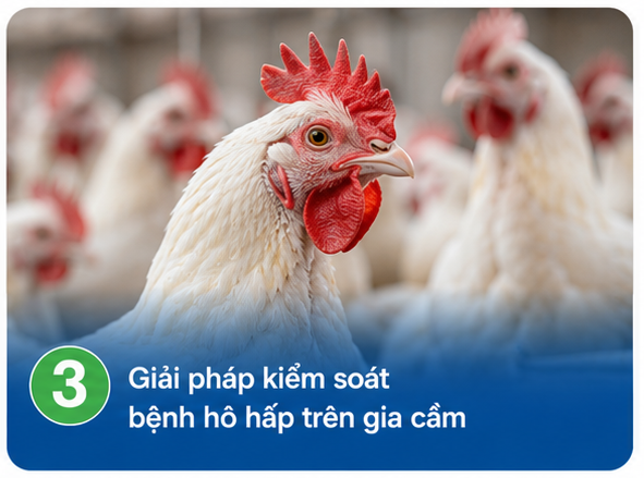 Solutions for controlling respiratory diseases in poultry