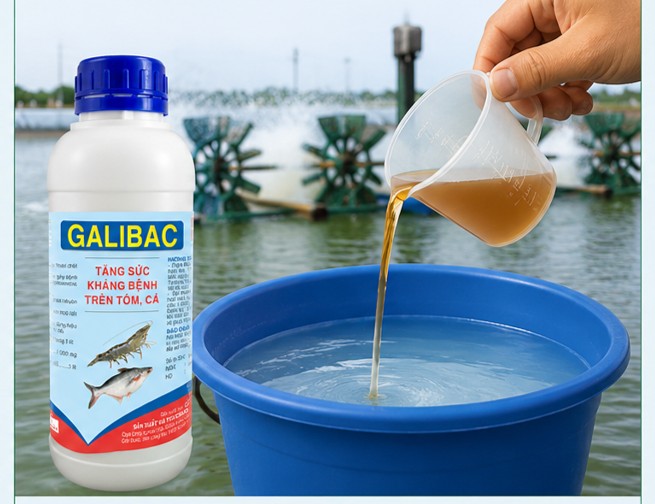 GALIBAC