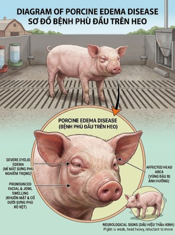 Illustration of E. coli-associated oedema disease in pigs