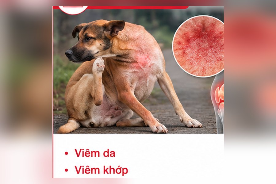 Illustration of dermatitis in animals