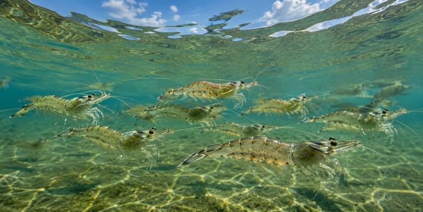 Healthy shrimp swimming in clean clear water