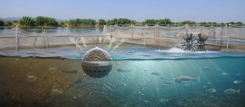YUCCA 100 AP helps reduce toxic gases and improve pond water conditions